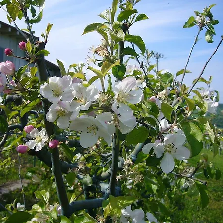 Agriturismo Fattoria Marchetti