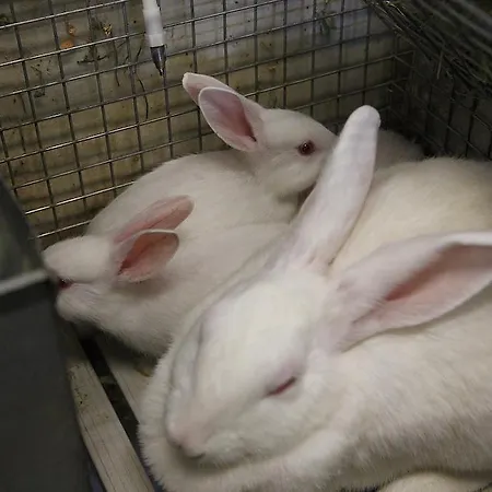 مزرعة للإقامة Agriturismo Fattoria Marchetti Montalto delle Marche