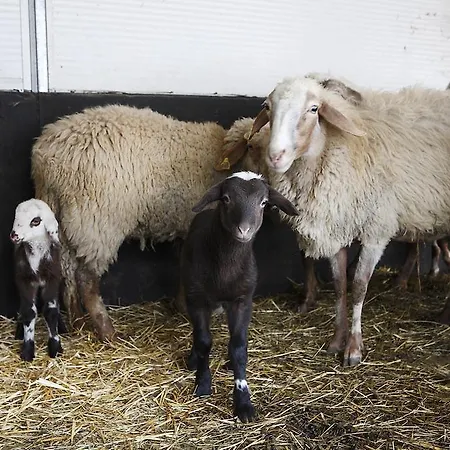 Agriturismo Fattoria Marchetti Montalto delle Marche