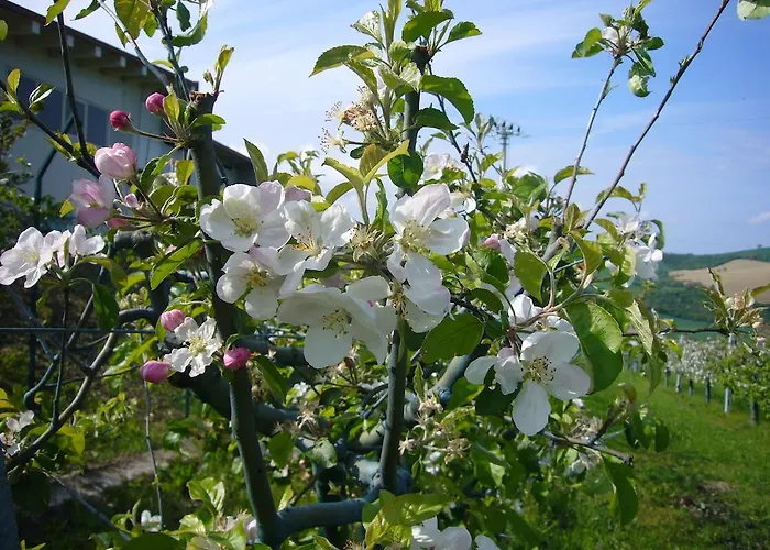 Agriturismo Fattoria Marchetti
